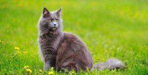 Gray fluffy Maine Coon cat sits in green grass outdoors with dandelions and flowers