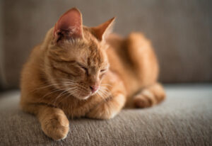 a ginger tabby cat is lying on a sofa at home