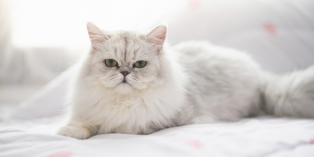 Cute persian cat lying on the bed under sunlight