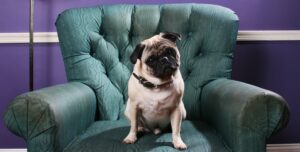 A pug dog sits on a green overstuffed chair in front of a purple wall. Cocks his head in a cute manner.