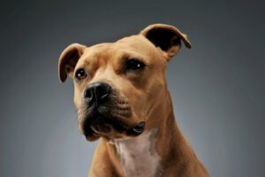 Portrait of an adorable American Staffordshire Terrier looking curiously - studio shot, isolated on grey background.