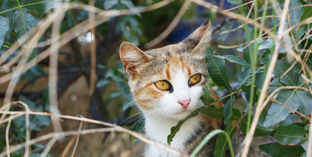 A three-colored cat sits in the bushes and listens to something