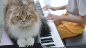 Lovely Persian cat listening to Asian girl playing piano