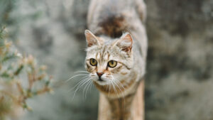 A pretty cute cat with yellow eyes stands and looks to the side