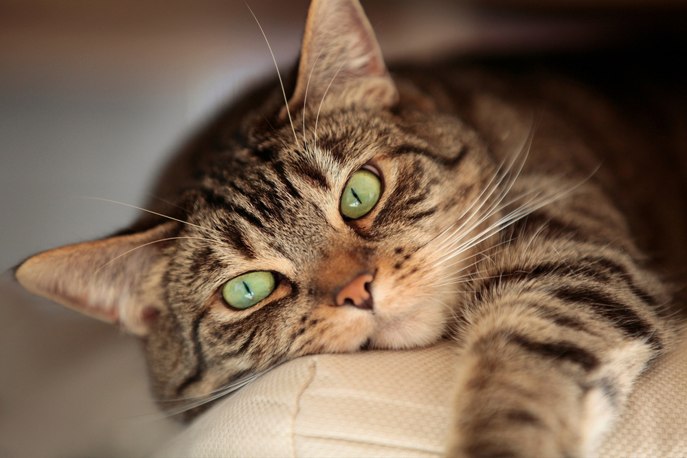 How to Heal an Ear Infection in Cats | Vetericyn