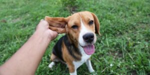 Playful beagle dog sits on the green grass outdoor in the park after paying with the owner,hand hold its ear.