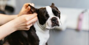 Boston terrier getting his ears cleaned