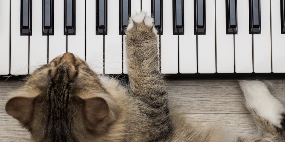 Siberian Forest Cat holding paw on the synthesizer