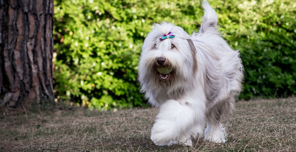 Young female Bearded Collie dog with white and fur walking in the garden