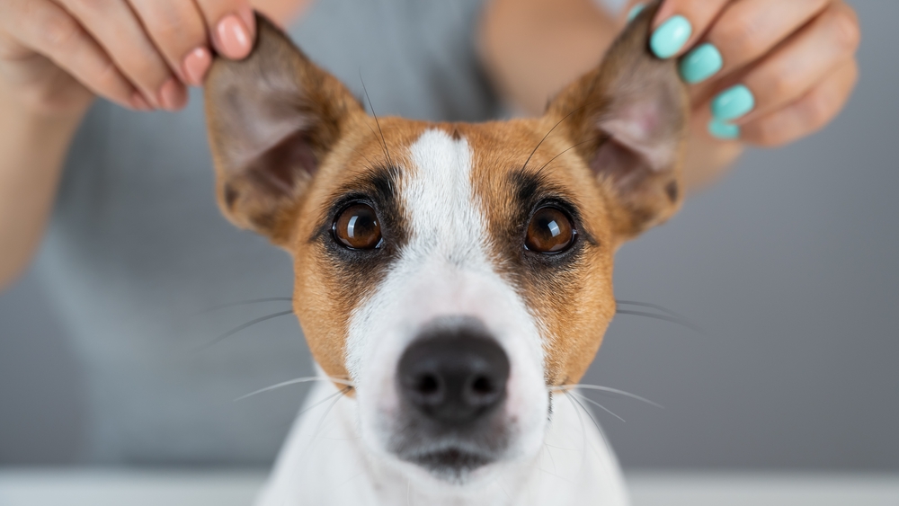 how to help a dog with ear mites
