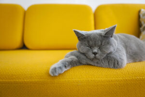 Cat sleeping on a mustard yellow sofa