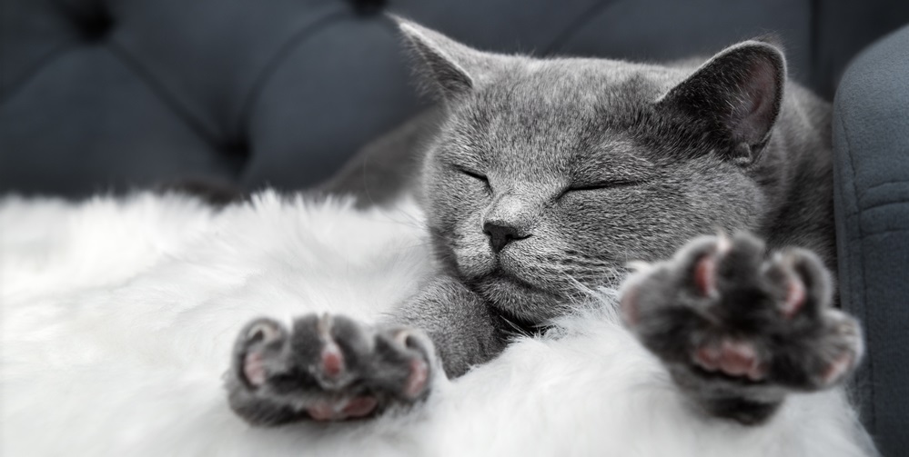 Gray british cat sleeps lying on the couch stretching its paws forward