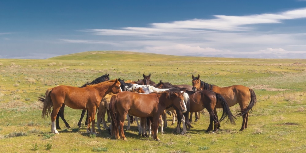 Herd of horses with foals on the vastness of the veldt against the background of a blue sky with clouds on a sunny day