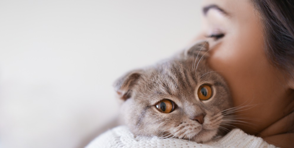 Grey cat looking over the shoulder of a pretty wonam carrying her