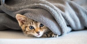 Kitten is hiding on the sofa under a blanket