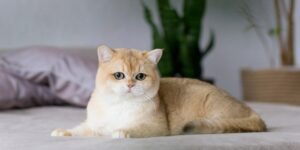 Golden British shorthair cat with big green eyes relaxing on satin bed and staring at the camera.