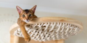 Abyssinian cat close-up on wooden stairs, hammock, in the interior of the house