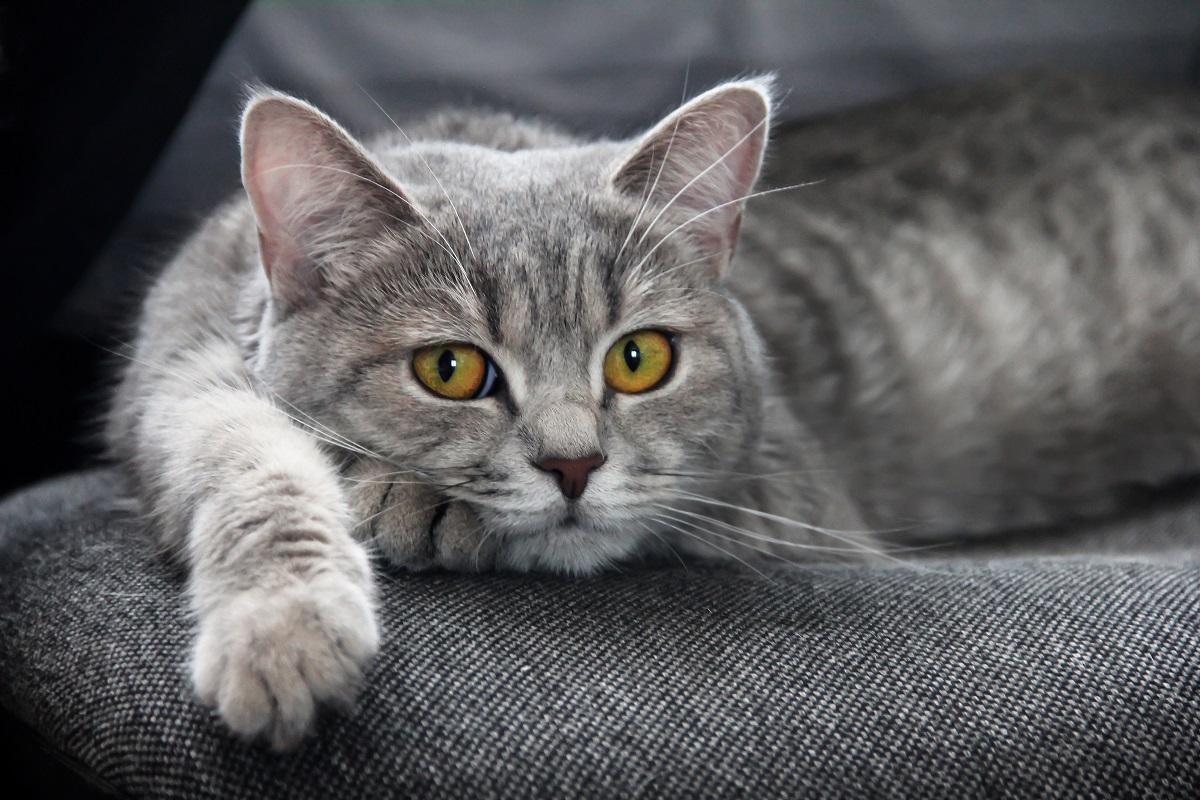 Cat Eye Discharge - How to Treat Different Types of Feline Eye Issues