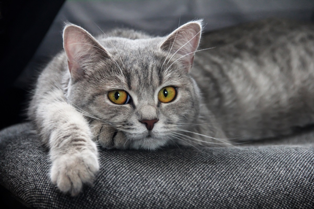 How To Treat Your Cat s Eye Infection At Home Vetericyn