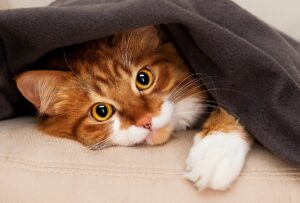 Cat peeking under hte blanket