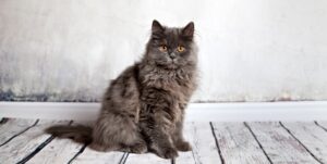 Fluffy grey cat sutting on a wooden floor