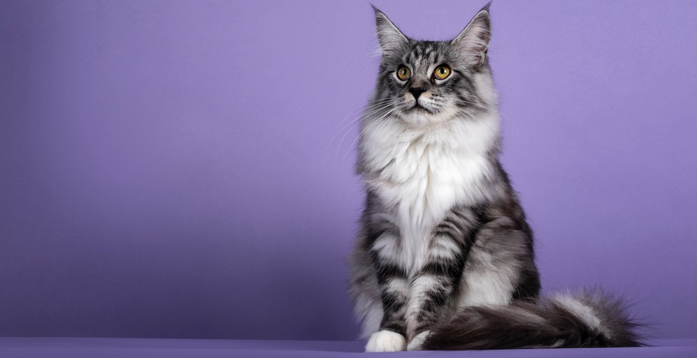 Handsome young black silver tabby Maine Coon cat,sitting on edge. Looking up and above camera. Isolated on solid purple background.
