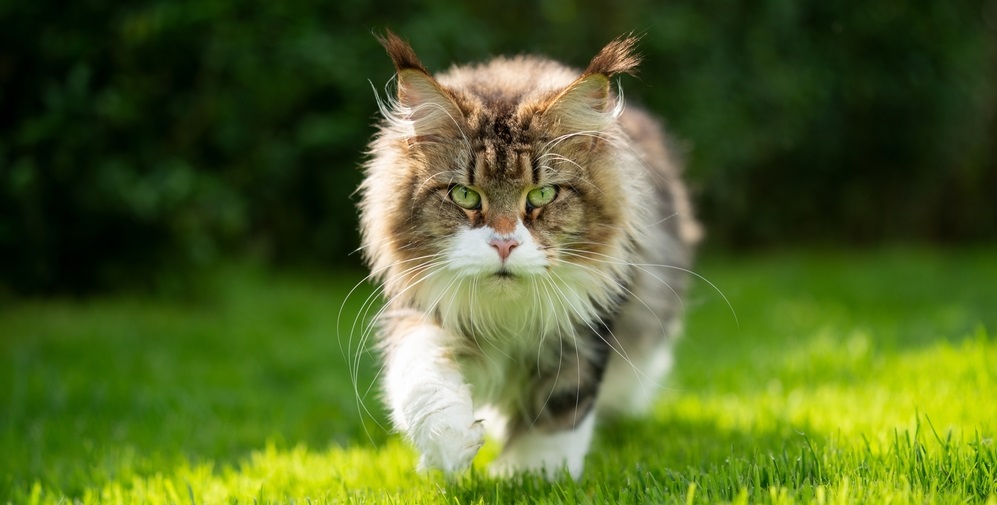 fluffy tabby white maine coon cat outdoors in sunny green garden walking towards camera