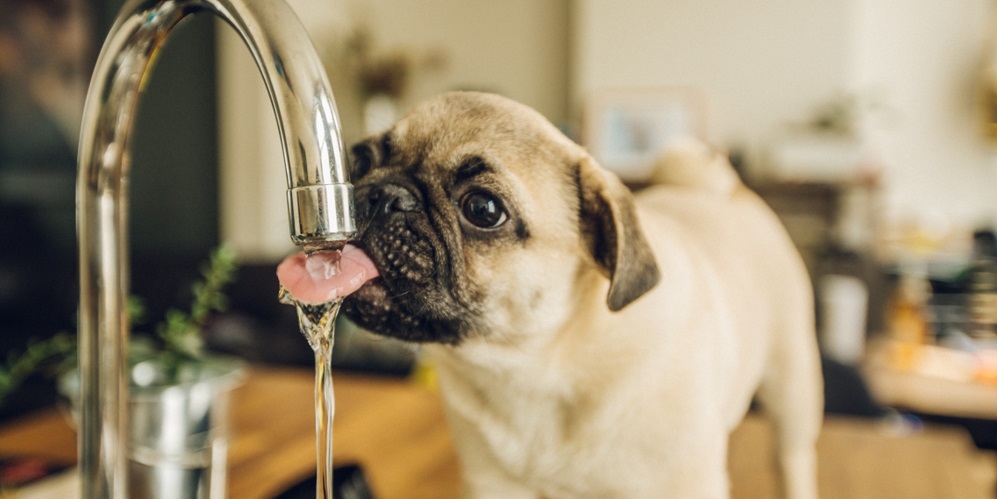 Pug puppy drinking water from the tab