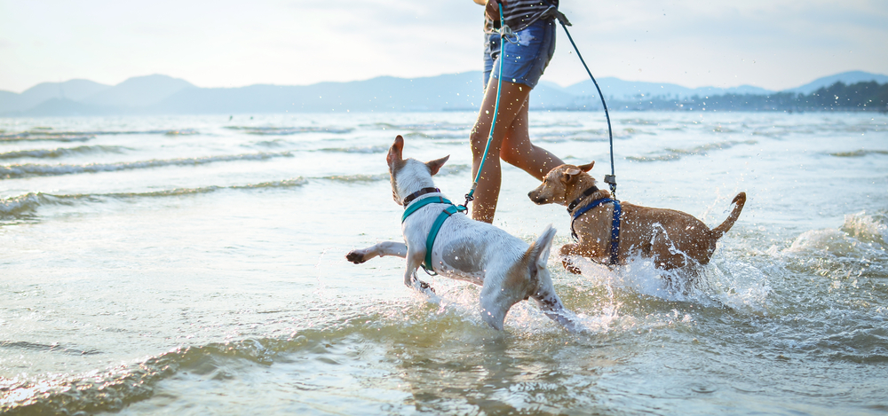 thai dogs enjoy playing on beach with owner