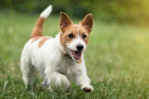 Happy active jack russel pet dog puppy running in the grass in summer
