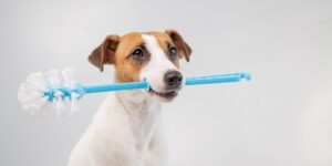 dog holds a blue toilet brush in his mouth