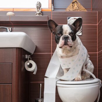French bulldog sitting on toilet at home