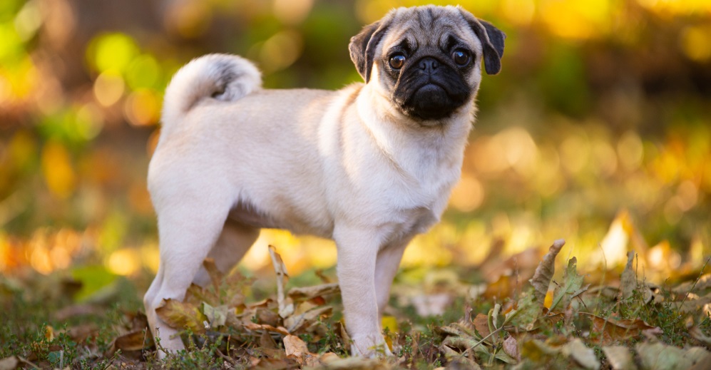 Fawn littel pug