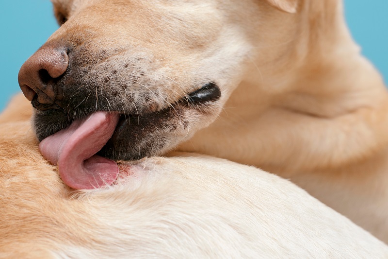 how can i treat my dogs skin allergies