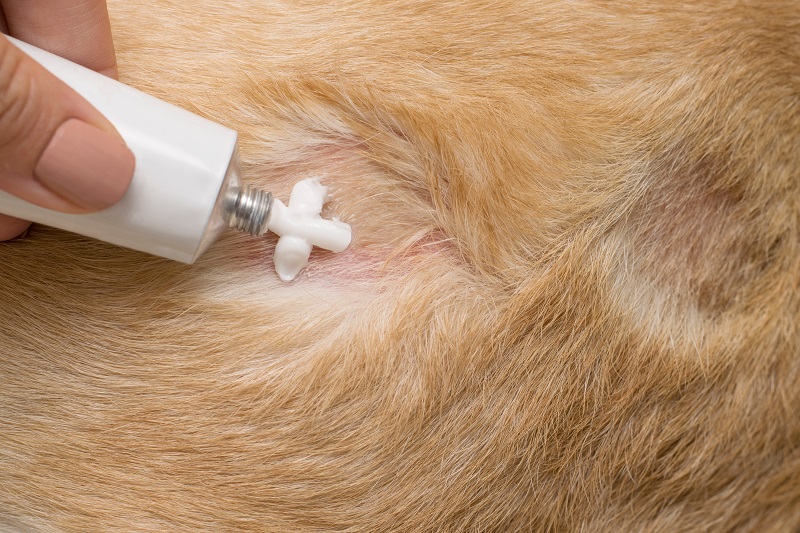 what causes scabs on dogs back