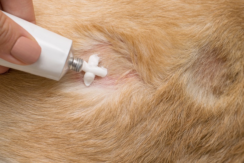 Scabs on 2025 dogs skin treatment