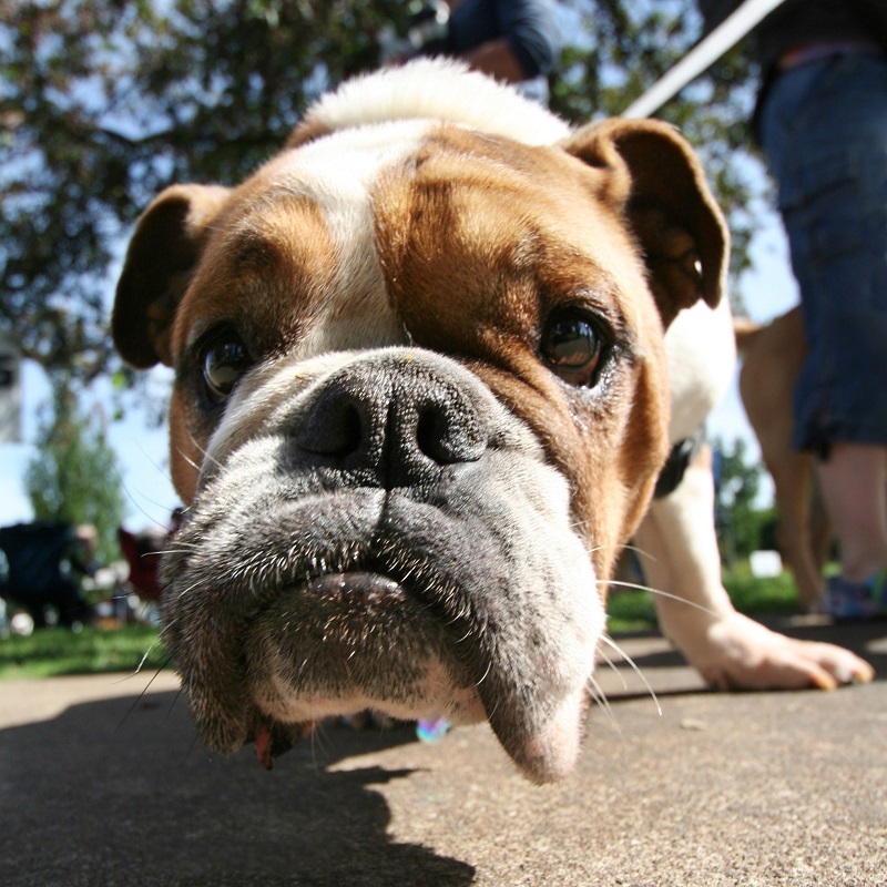 how can i clean my dogs nose