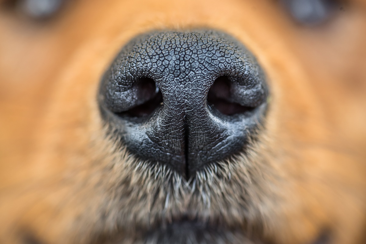how do you keep a dogs nose wet