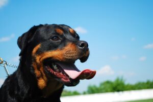 rottweiler with blue sky behind