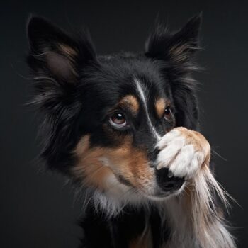 border collie on a black background, holding snout after he got a scratch