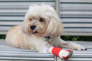 Injured Shih Tzu wrapped by red bandage and splint