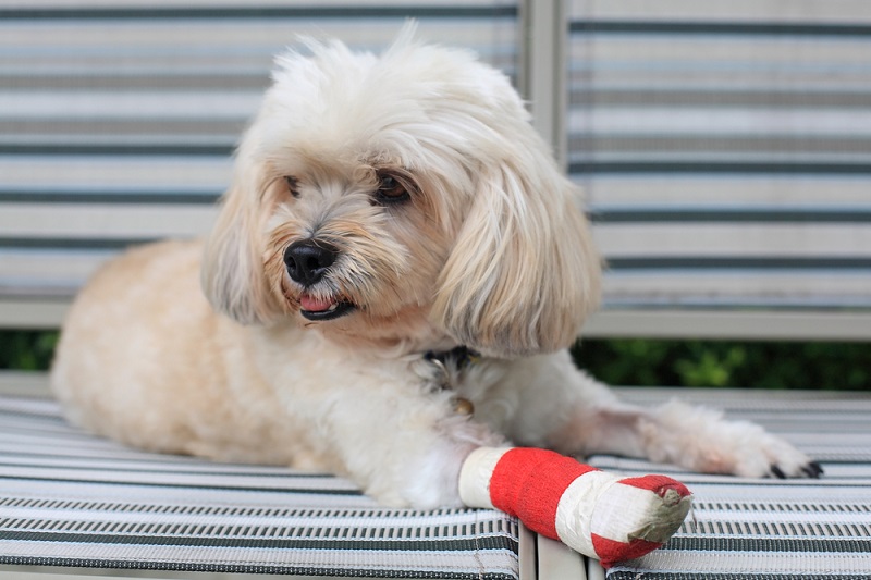 Dog wound outlet bandage