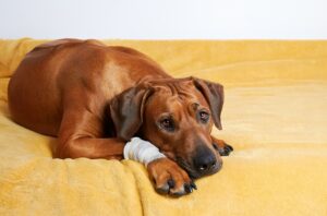 Rhodesian ridgeback dog with bandage on paw