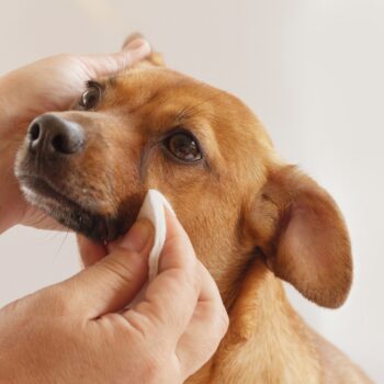 A woman's hand with a cotton pad, cleanin dog's eyes