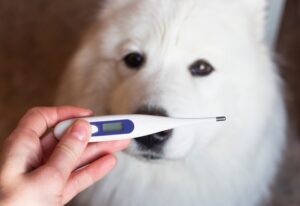 A thermometer for measuring the temperature of a dog