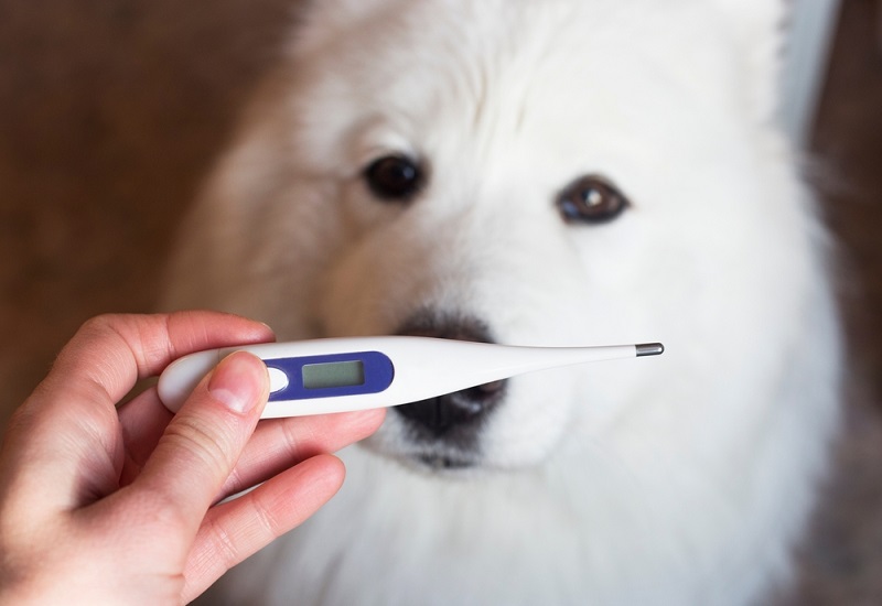 A thermometer for measuring the temperature of a dog