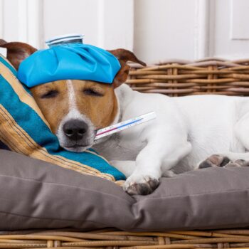 sick jack russell dog in bed with pillow with thermometer in mouth