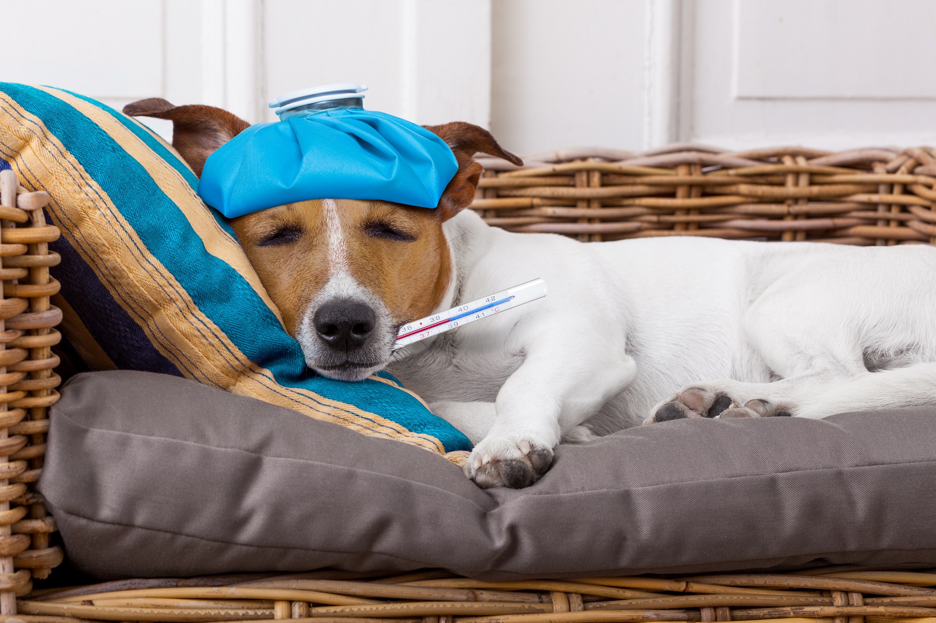 How to Take a Dog's Temperature Without Using a Thermometer