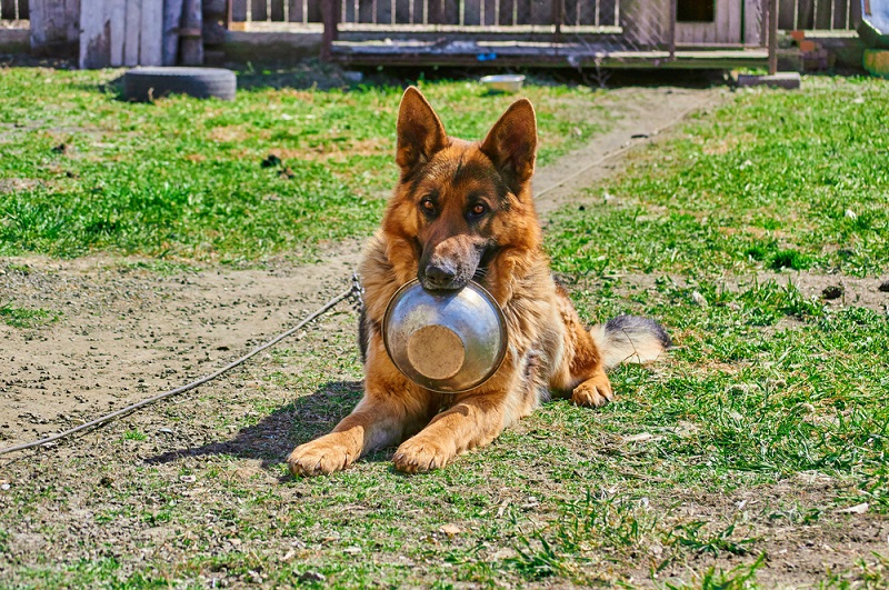 German Shepherd dog holding a bowl in his teeth