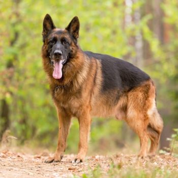 German shepherd standing in the forrest and looking straight in the camera